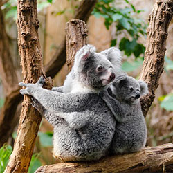 Jilley The Koala and Her Baby
