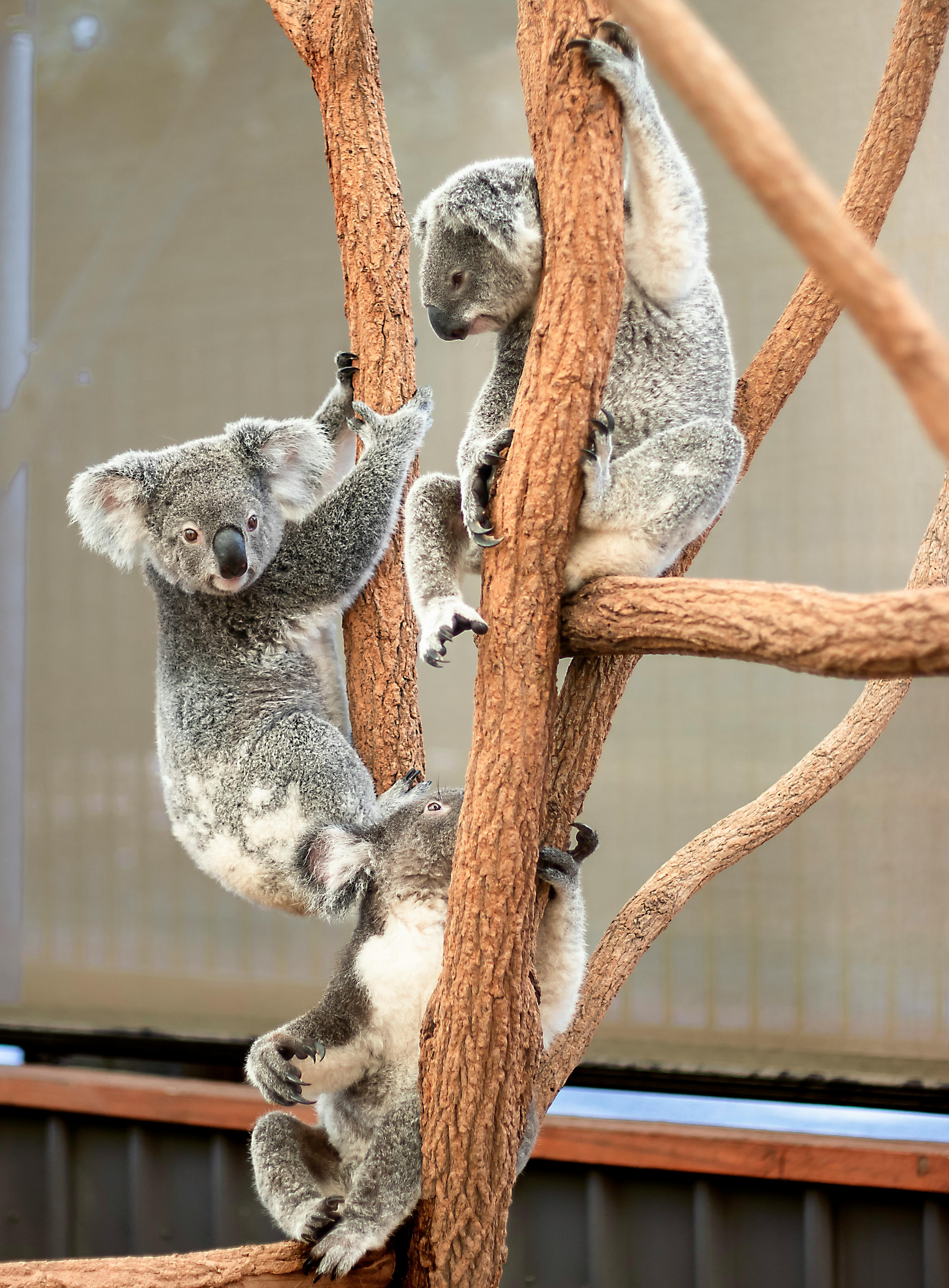 Koala Picture