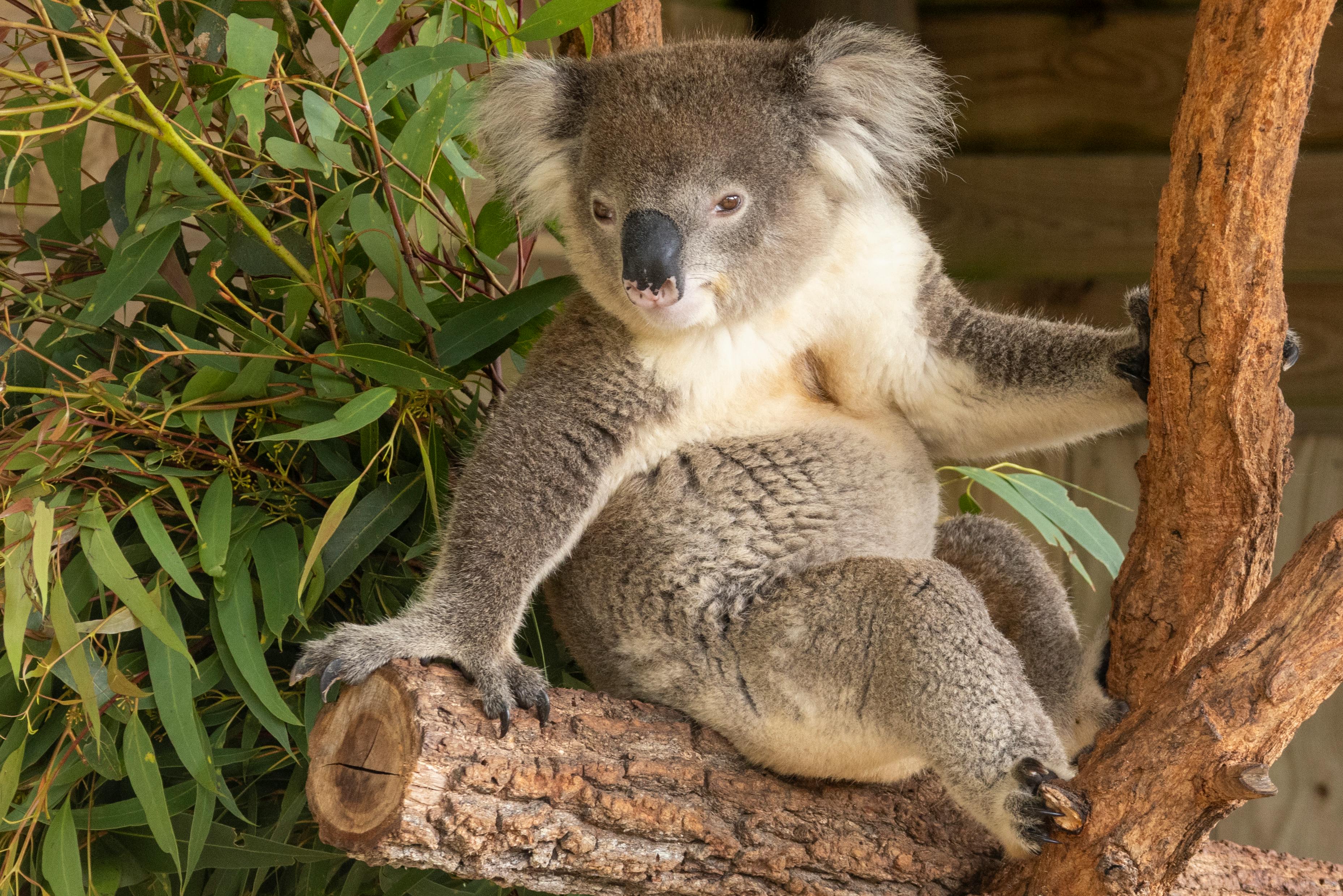 Koala Picture