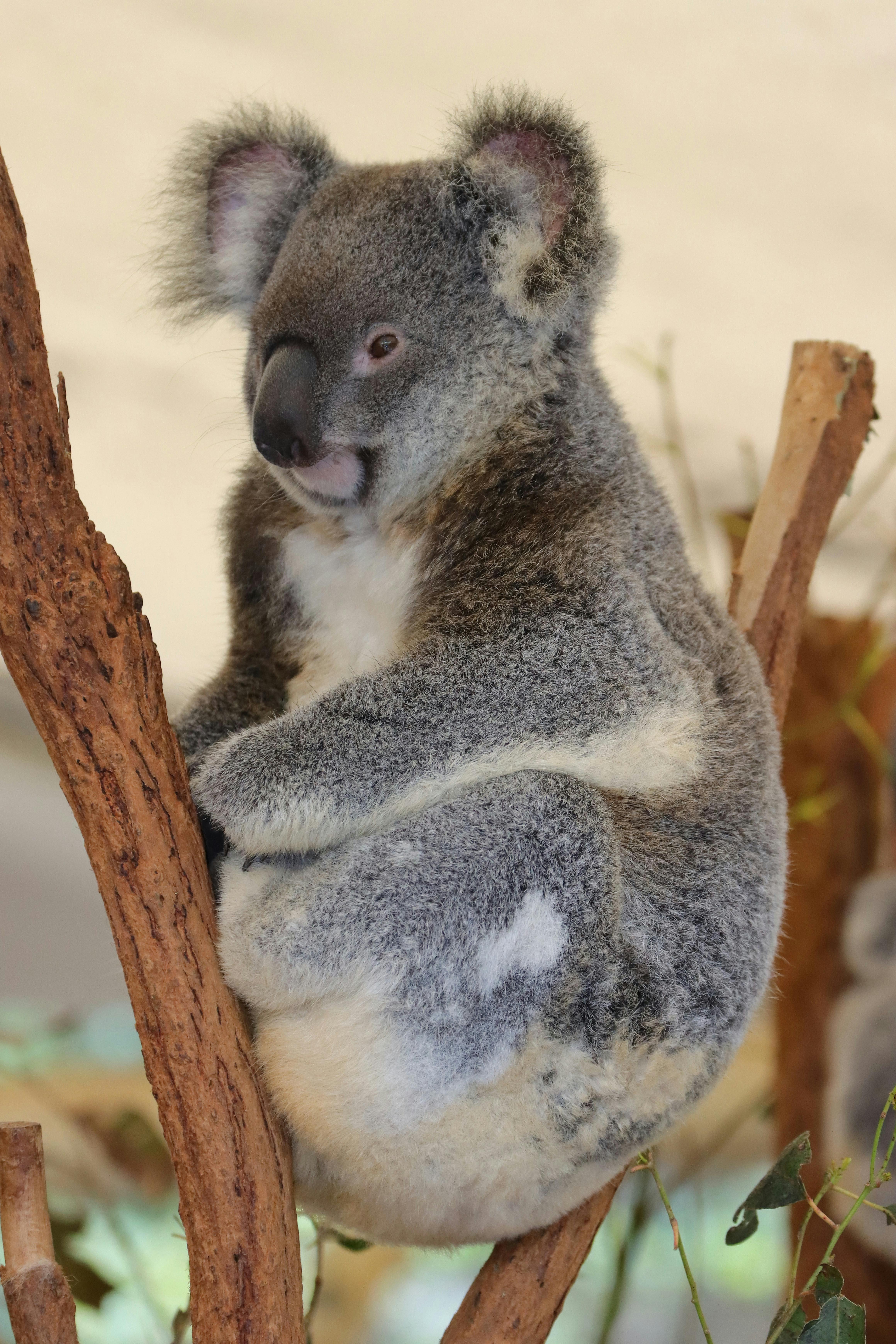 Koala Picture