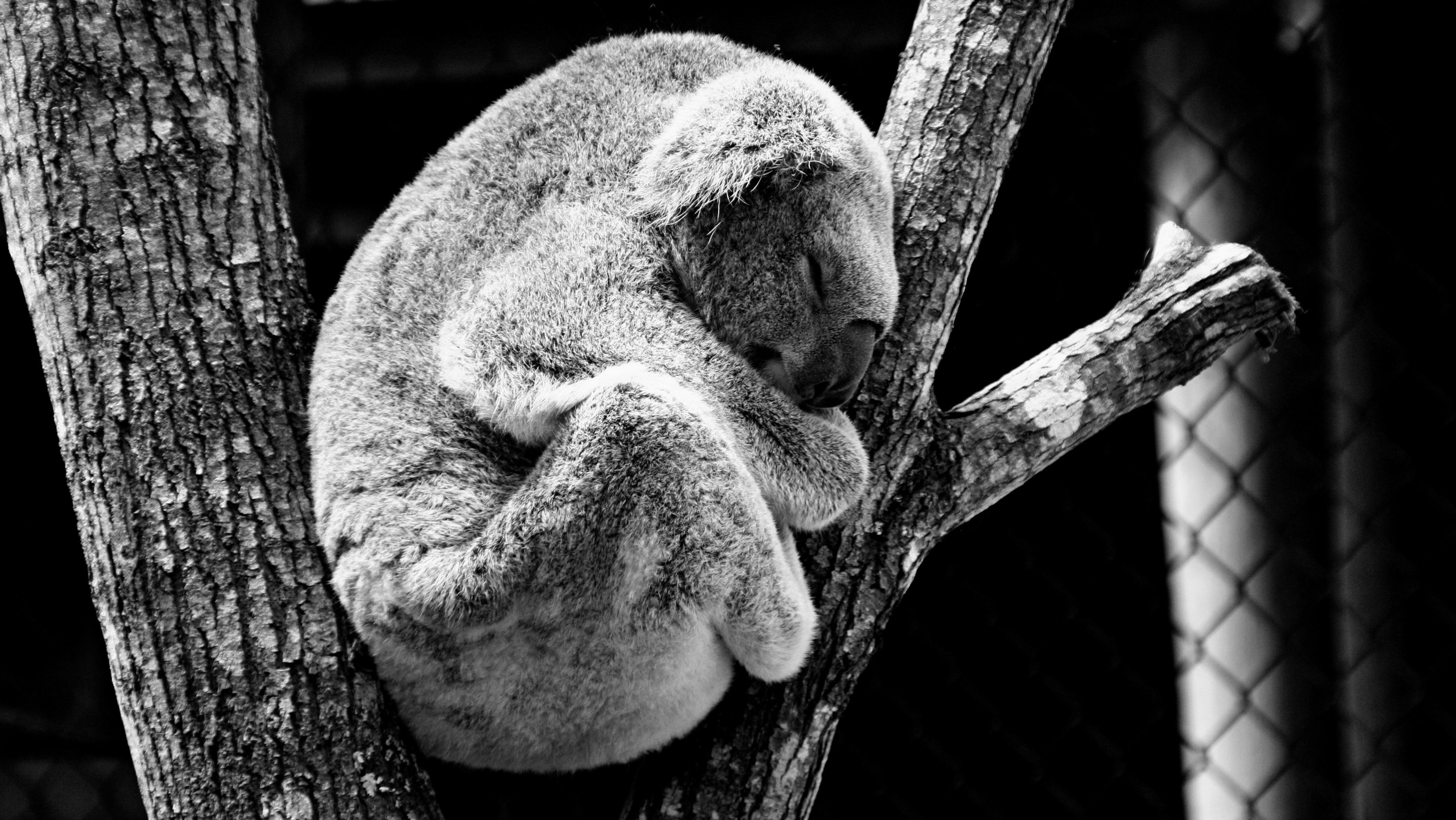 Koala Picture