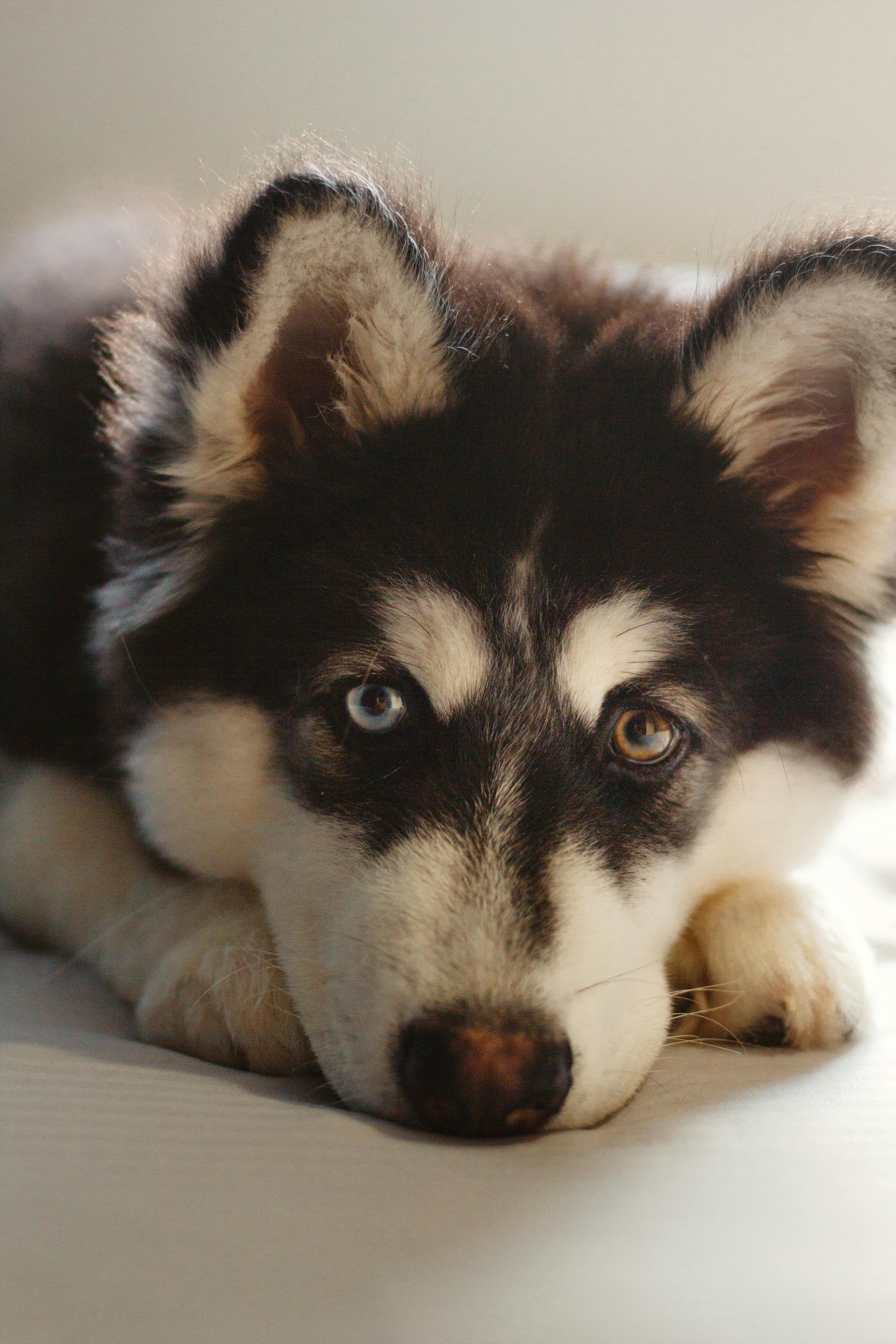 Siberian Huskie